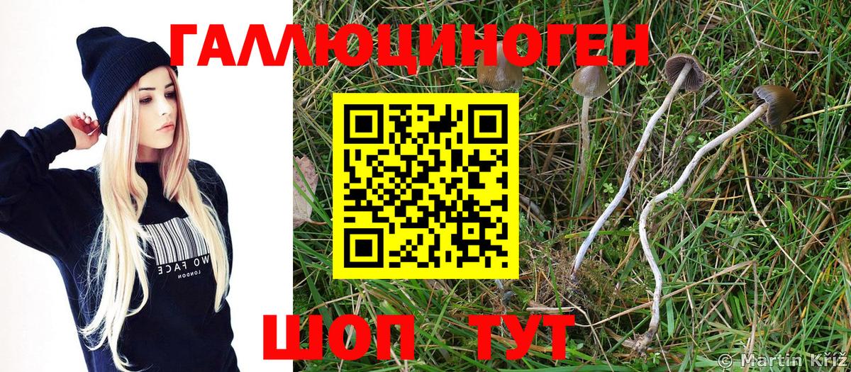 Галлюциногенные грибы Psilocybine cubensis Бузулук